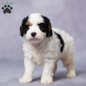 Atlas, Cavapoo Puppy